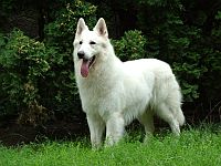 Berger Blanc Suisse