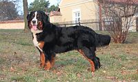 Bernese Mountain Dog