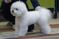 Bichon Frisé