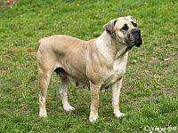 Boerboel