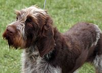 Bohemian wire-haired Pointing Griffon