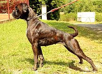 Boxer