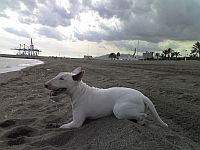 Bull Terrier (miniature)