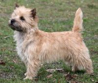 Cairn Terrier