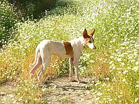 Canarian Podenco