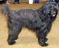 Catalonian Sheepdog