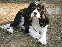 Cavalier King Charles Spaniel