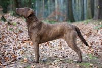 Chesapeake Bay retriever