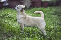 Chihuahua smooth-haired 