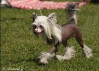 Chinese Crested Dog