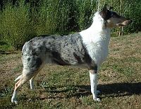 Collie Smooth