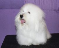 Coton de Tuléar