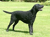 Curly Coated Retriever