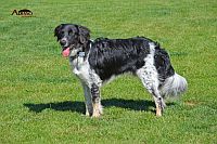 Bohemian Spotted Dog