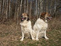 Czech Mountain Dog