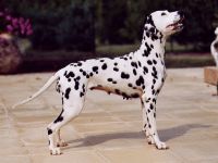 Dalmatian