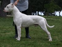 Dogo Argentino