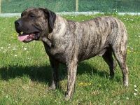 Presa Canario