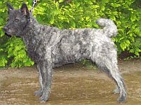 Dutch Shepherd Dog rough-hair