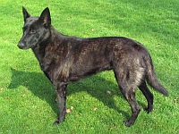 Dutch Shepherd Dog short-coated 