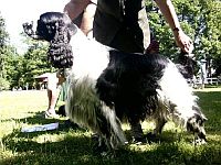 English Springer Spaniel
