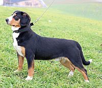 Entlebuch Cattle Dog