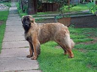 Estrela Mountain Dog
