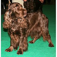 Field Spaniel