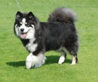 Finnish Lapphund