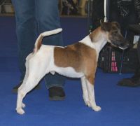 Fox Terrier, Smooth
