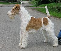 Fox Terrier, Wire