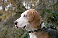 German Hound