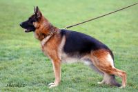 German Shepherd Dog