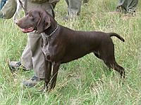 German Shorthaired Pointer