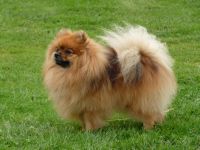 German Spitz (Miniature)