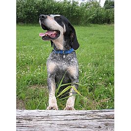 Grand Bleu de Gascogne