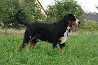 Great Swiss Mountain Dog