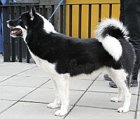 Greenland Dog