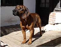 Hanover Hound