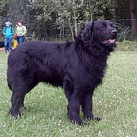 Hovawart