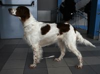 Irish Red and White Setter