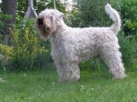 Irish Soft Coated Wheaten Terrier
