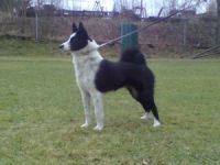 Karelian Bear Dog