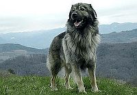 Karst Shepherd Dog