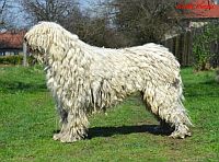 Komondor