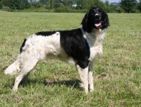 Large Münsterländer