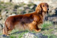 Long-haired Rabbit Dachshund