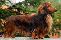 Long-haired Miniature Dachshund