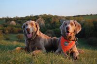 Long-haired Weimaraner