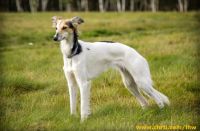 Longhaired Whippet